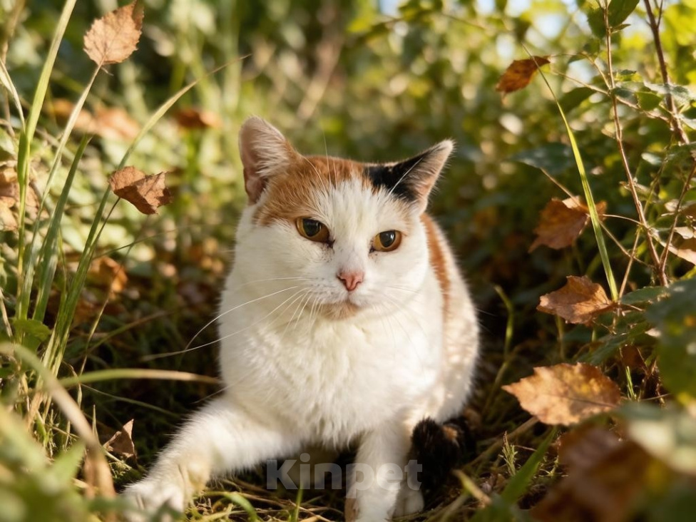 Кошки в Москве: Анфиса ищет свой уютный уголок 🧡 Девочка, Бесплатно - фото 6