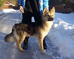 Собаки в Зеленограде: Барни ищет любящую семью  Мальчик, Бесплатно - фото 3