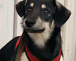 Собаки в Москве: Небольшой песик Масяня ищет дом! Мальчик, Бесплатно - фото 3
