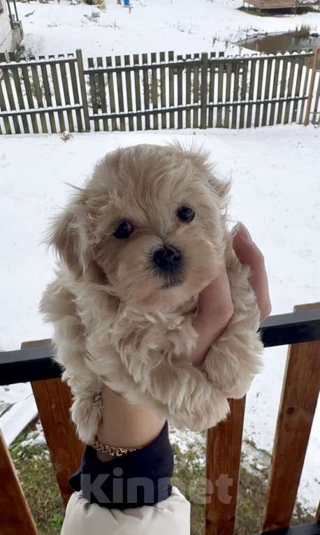 Собаки в Брянске: Щенок мальтипу f1 девочка  Девочка, 110 000 руб. - фото 1