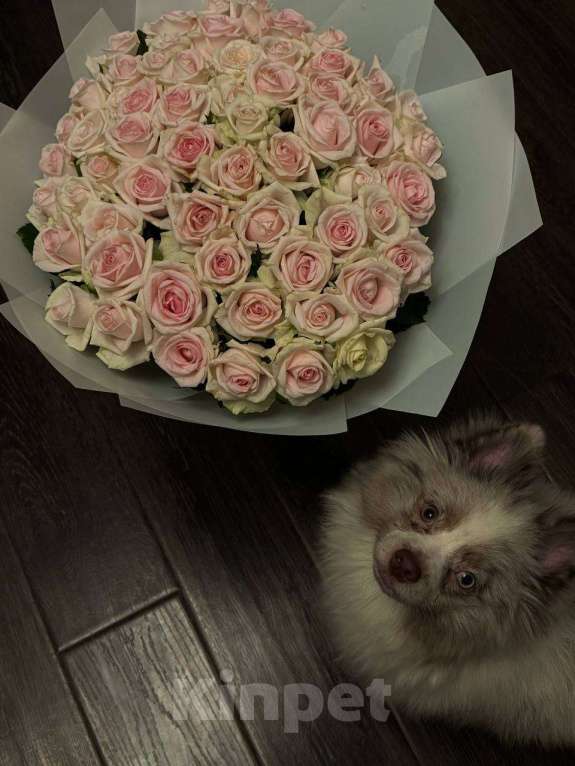 Собаки в Москве: Немецкий шпиц Мальчик, 25 000 руб. - фото 4