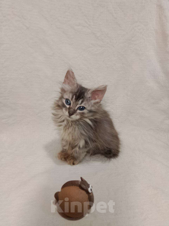 Кошки в Москве: котенок  Турецкой ангоры Мальчик, 76 000 руб. - фото 2