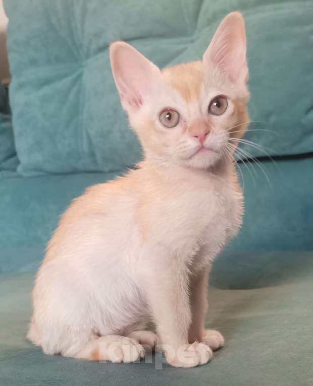 Кошки в Красноярске: Бурманский котик Мальчик, 35 000 руб. - фото 5