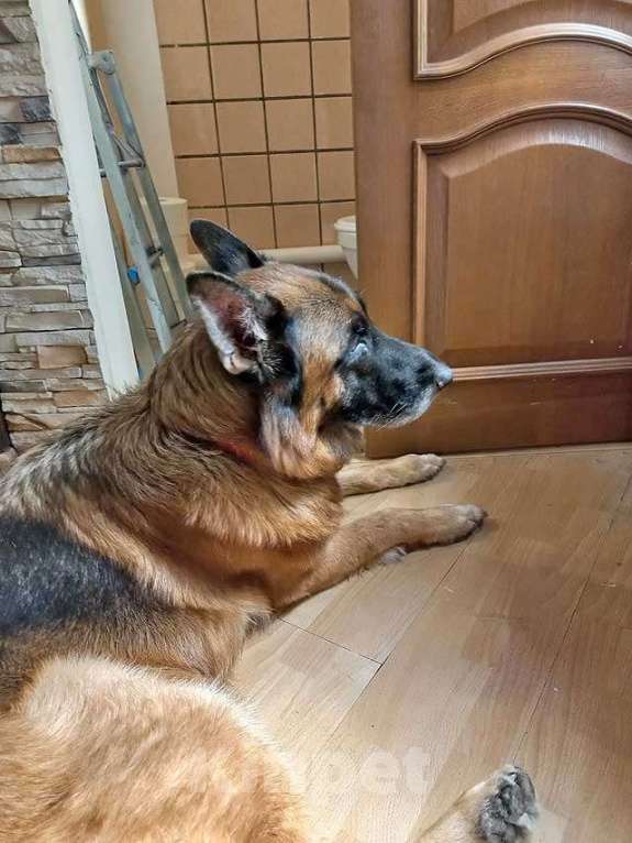 Собаки в Краснодаре: Ищет дом кобель немецкой овчарки по кличке Оскар Мальчик, 10 руб. - фото 6