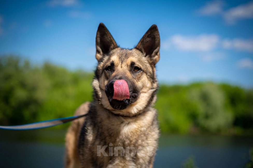 Собаки в Москве: Веселый Тим ищет дом!  Мальчик, Бесплатно - фото 4