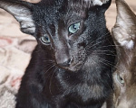 Кошки в Вологде: Ориентальный котёнок Мальчик, 50 000 руб. - фото 2