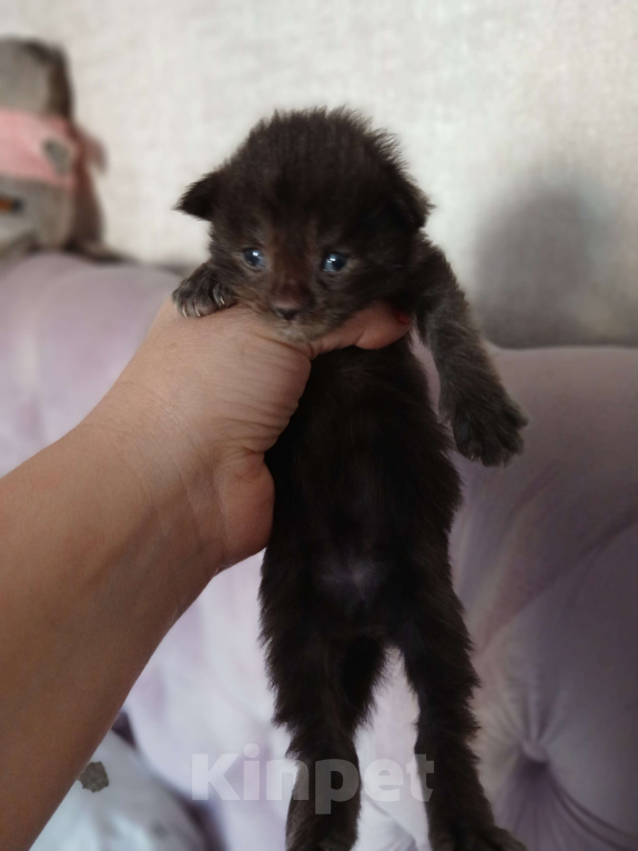 Кошки в Москве: Котята мейн-куны Разнополые, 50 000 руб. - фото 4