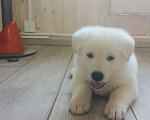 Собаки в Всеволожске: Высокопородный щенок белой швейцарской овчарки мальчик 2 Мальчик, 70 000 руб. - фото 7