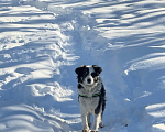 Собаки в Балашихе: Фенотип бордер-колли в добрые руки Девочка, Бесплатно - фото 1