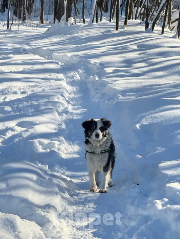 Собаки в Балашихе: Фенотип бордер-колли в добрые руки Девочка, Бесплатно - фото 1