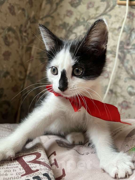 Кошки в Воронеже: Котенок Орео, пятнистый Девочка, Бесплатно - фото 3