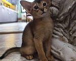 Кошки в других городах Московской области: Абиссинская девчуля Девочка, 75 000 руб. - фото 5