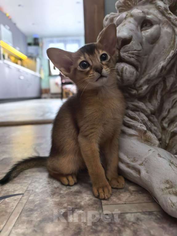 Кошки в других городах Московской области: Абиссинская девчуля Девочка, 75 000 руб. - фото 5