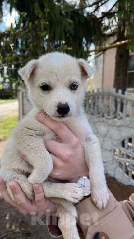 Собаки в других городах Воронежской области: Вторая малышка  Девочка, Бесплатно - фото 2