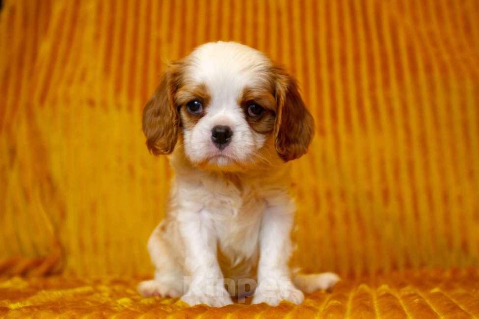 Собаки в Москве: Щенки Кавалер Кинг Чарльз спаниель  Мальчик, 60 000 руб. - фото 3