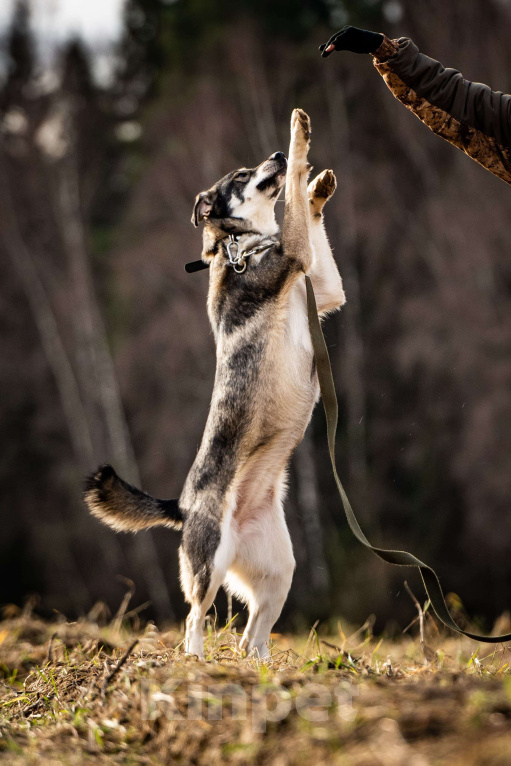 Собаки в Клине: Кайя — собака, полная радости Девочка, Бесплатно - фото 7