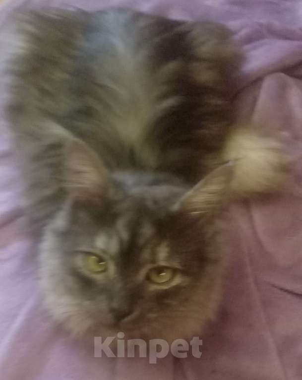 Кошки в Москве: Сибирская кошечка редкого окраса голубое серебро Девочка, Бесплатно - фото 7