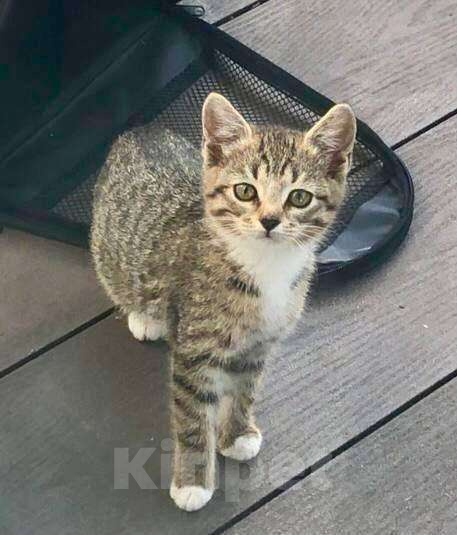 Кошки в других городах Московской области: Дачник Шурик хочет домой Мальчик, Бесплатно - фото 2