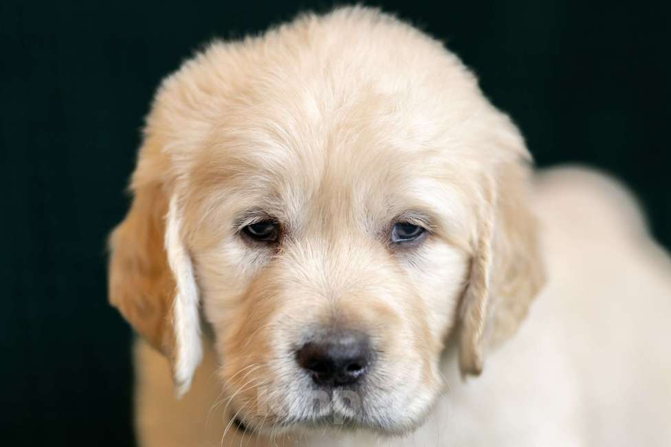 Собаки в других городах Московской области: золотистые ретриверы Мальчик, 120 000 руб. - фото 8