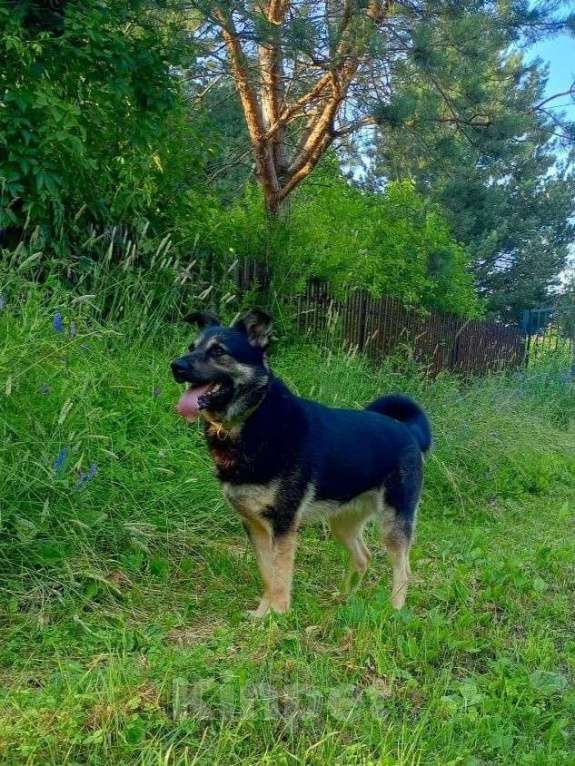 Собаки в Москве: Марта вам не подходит? Девочка, Бесплатно - фото 4