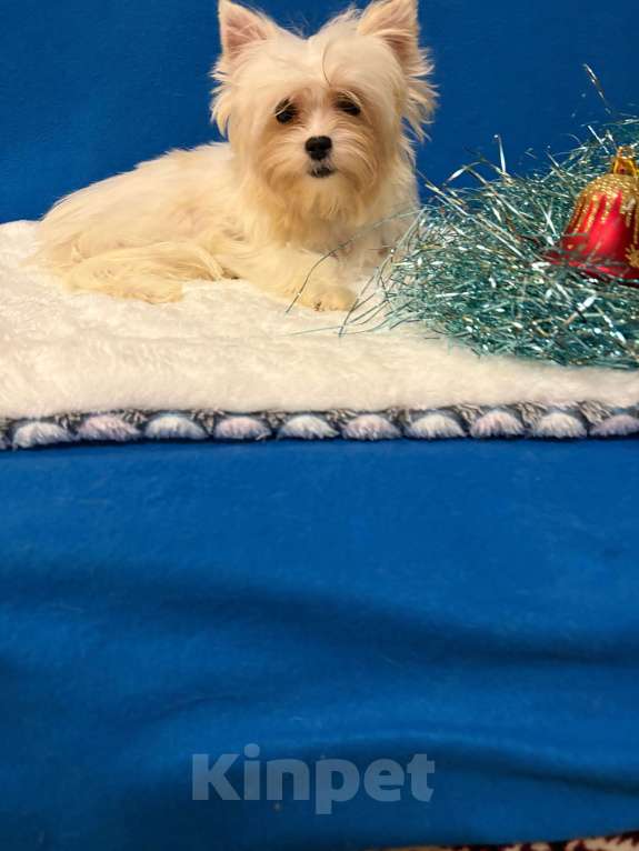 Собаки в Москве: 20000 Девочка, 20 000 руб. - фото 2