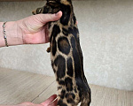 Кошки в Москве: Клубные бенгальские котята Девочка, 65 000 руб. - фото 2