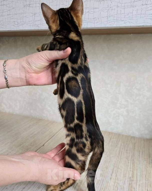 Кошки в Москве: Клубные бенгальские котята Девочка, 65 000 руб. - фото 2