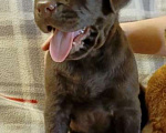 Собаки в Можайске: Очаровательный щенок Мальчик, 60 000 руб. - фото 2