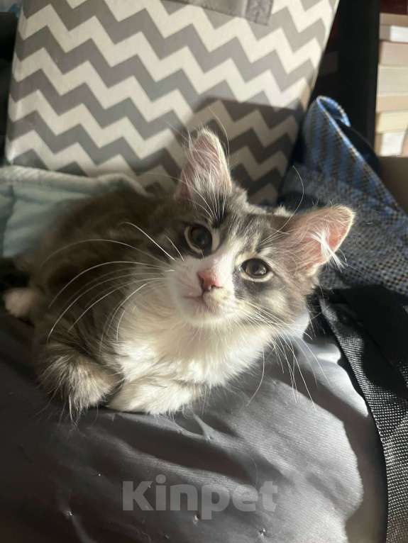 Кошки в Москве: Котенок от домашней кошки в дар ответственним Мальчик, Бесплатно - фото 5