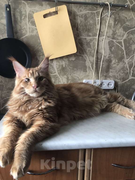 Кошки в Москве: В продаже мальчики породы Мейн кун Мальчик, 30 руб. - фото 2