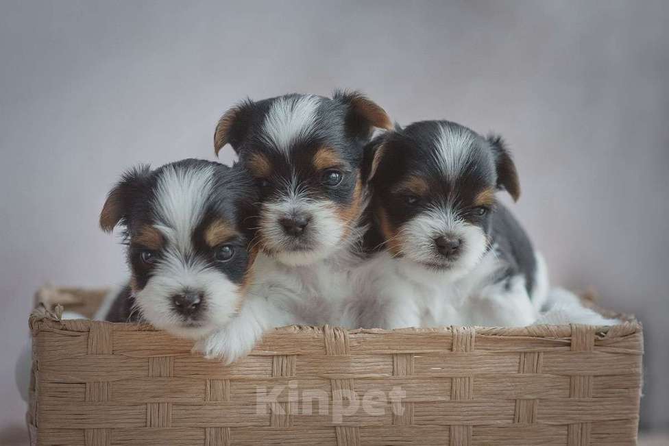 Собаки в Перми: Щенок бивер терьера Мальчик, Бесплатно - фото 1