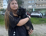 Собаки в Москве: Щенок Девочка, 120 000 руб. - фото 4