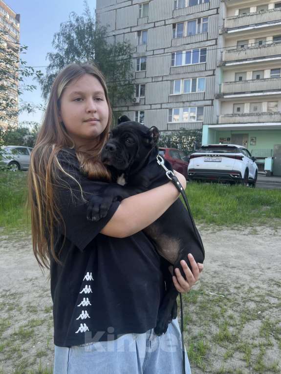 Собаки в Москве: Щенок Девочка, 120 000 руб. - фото 4