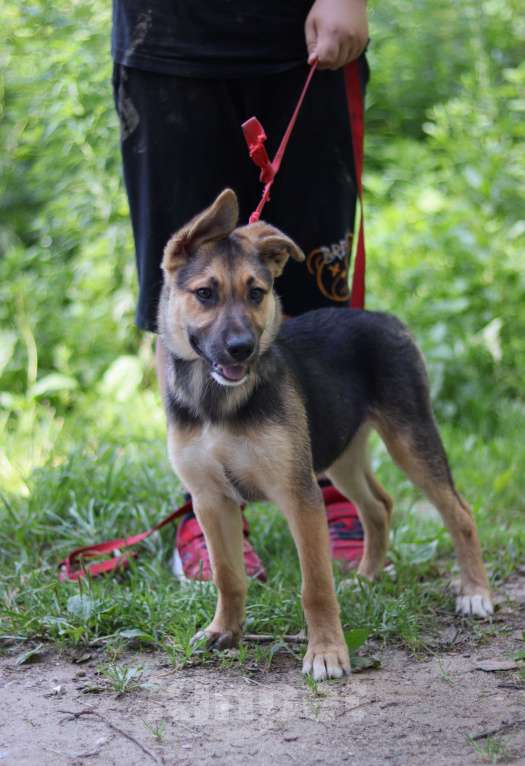 Собаки в Подольске: Ромашке очень нужен дом  Девочка, Бесплатно - фото 2