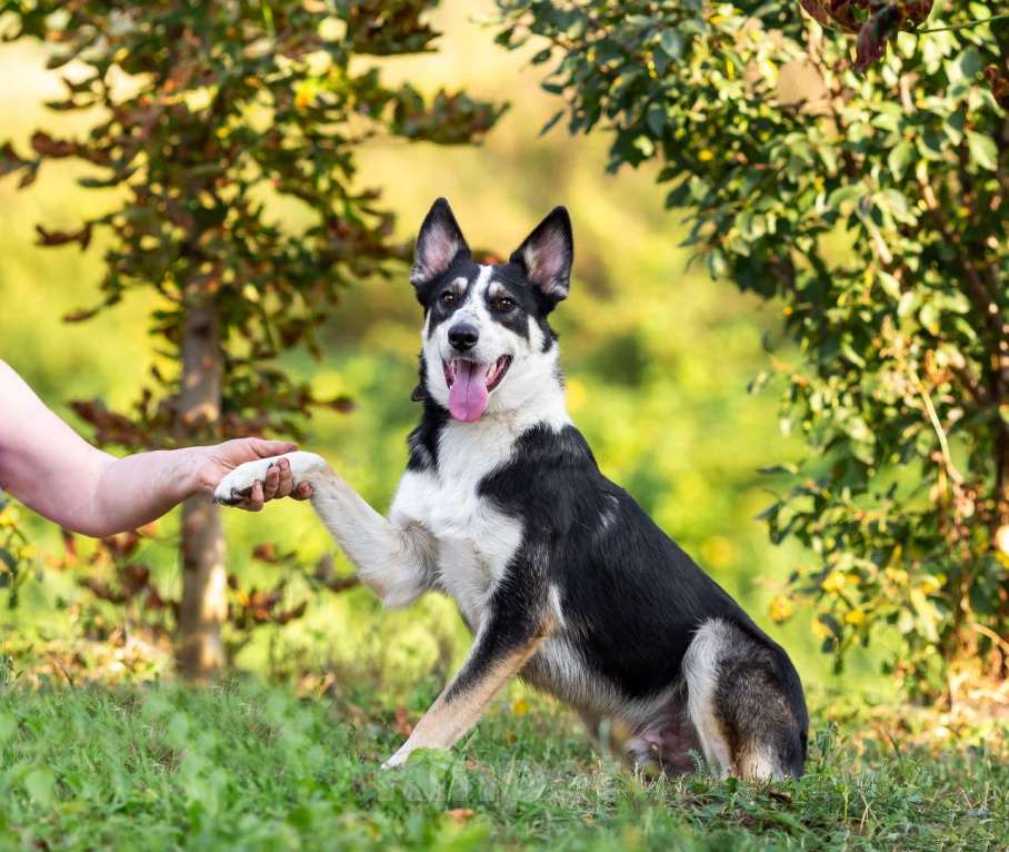 Собаки в Москве: Друг в добрые руки Мальчик, Бесплатно - фото 7