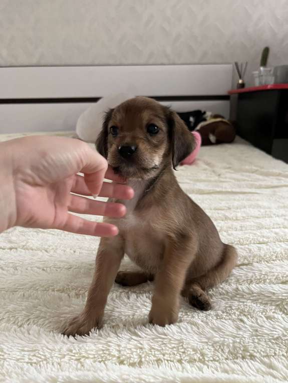 Собаки в Краснодаре: Щенок эстонской гончей  Девочка, 1 000 руб. - фото 2