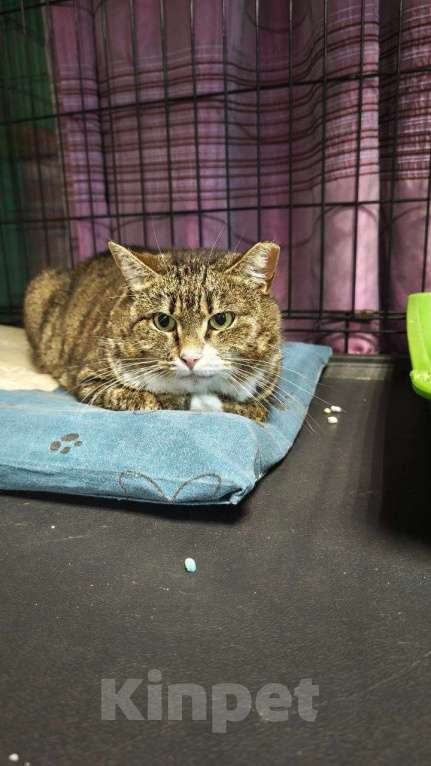 Кошки в Санкт-Петербурге: Кошка в добрые руки Девочка, Бесплатно - фото 4