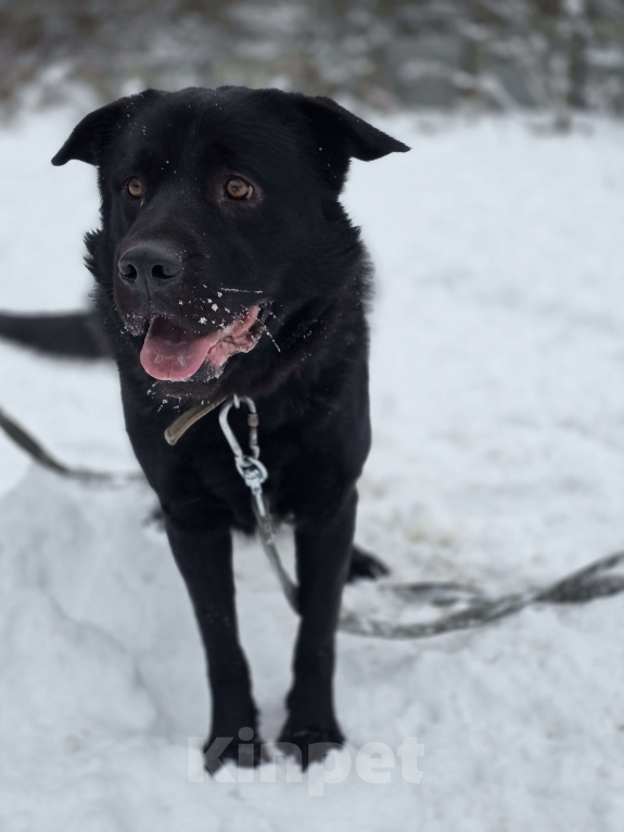 Собаки в Королеве: Обаятельный Чарли, метис лабрадора ищет дом Мальчик, Бесплатно - фото 3