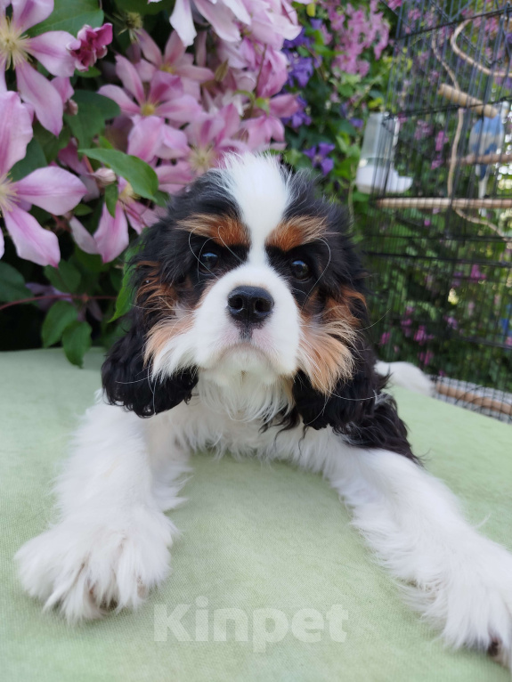 Собаки в Иваново: Девочка триколор, просто очаровашка. Девочка, Бесплатно - фото 7