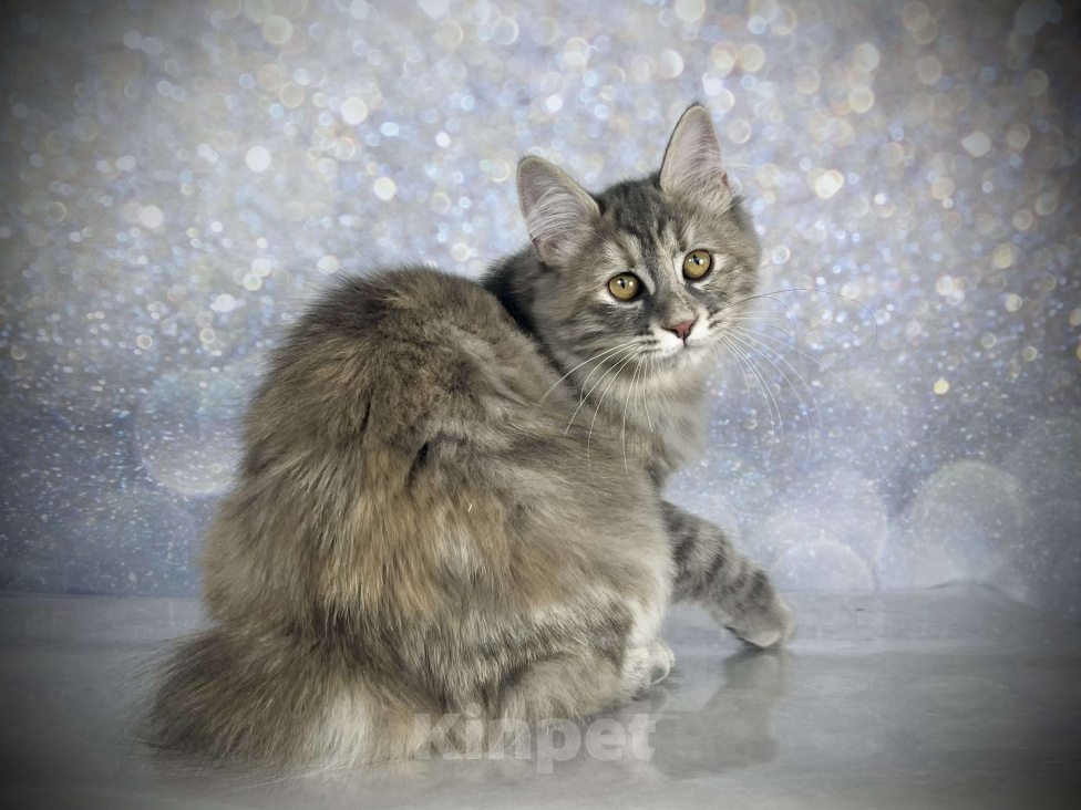 Кошки в других городах Московской области: Neva of Rufus Vallis Девочка, 45 000 руб. - фото 3