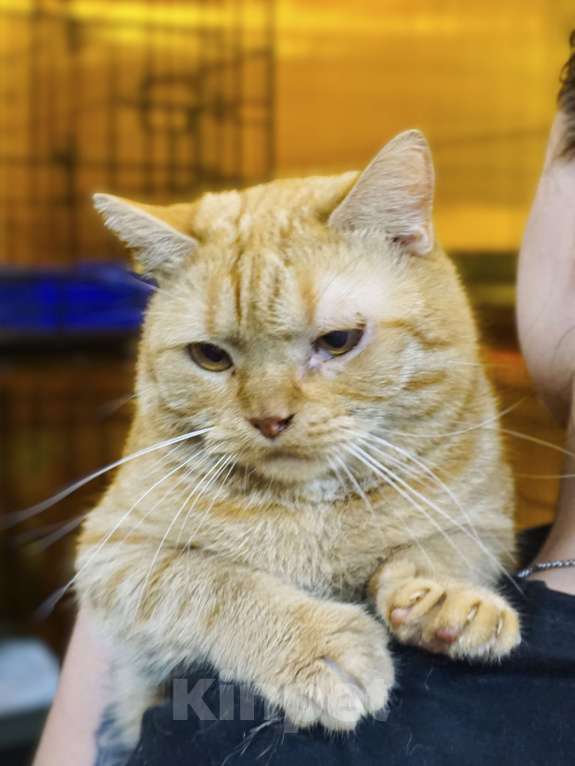 Кошки в Москве: Красавчик Мальчик, Бесплатно - фото 2