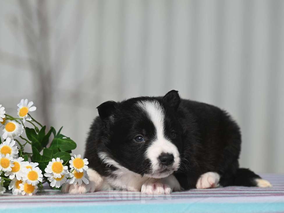 Собаки в Москве: Бордер-колли девочка Девочка, 50 000 руб. - фото 3
