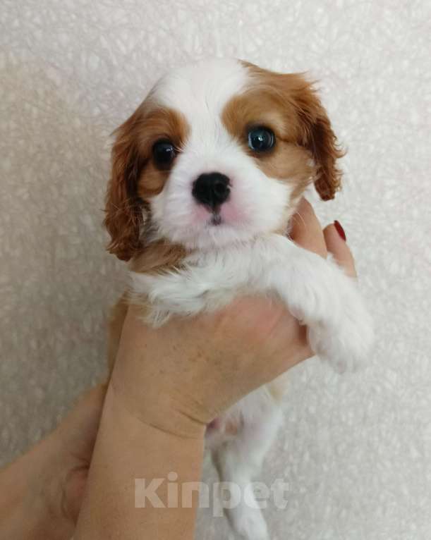 Собаки в Нижнем Новгороде: Щенок Мальчик, 100 000 руб. - фото 5