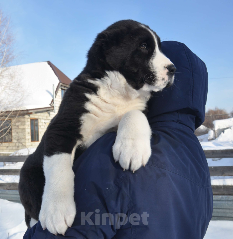 Собаки в Новосибирске: Щенок алабая (среднеазиатской овчарки) Мальчик, Бесплатно - фото 1