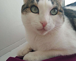 Кошки в Усинске: Красивый котик в дар, Бесплатно - фото 3
