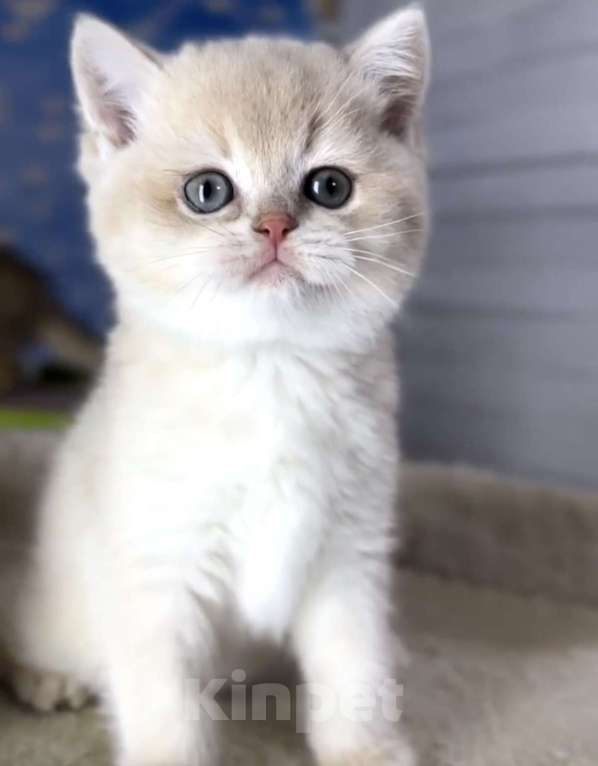 Кошки в Москве: Британская девочка лилового окраса 🤍 Девочка, 50 000 руб. - фото 1