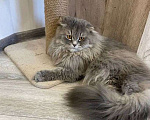 Кошки в Краснодаре: Британцы длинношерстные Разнополые, 11 111 руб. - фото 5