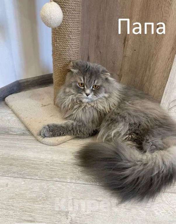Кошки в Краснодаре: Британцы длинношерстные Разнополые, 11 111 руб. - фото 5