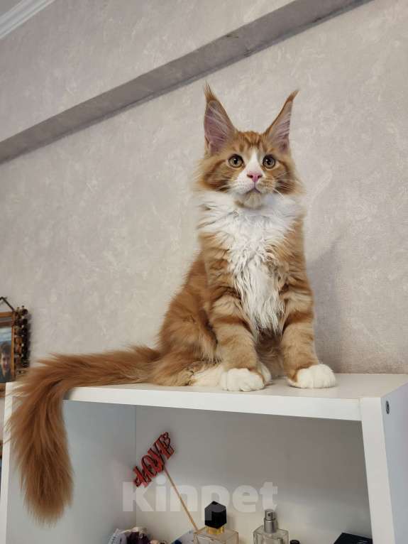 Кошки в Омске: Продаётся котенок мейн- кун Девочка, 60 000 руб. - фото 4