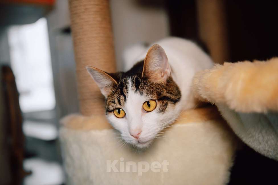 Кошки в других городах Московской области: Перчинка ждет своего человека! Девочка, Бесплатно - фото 2